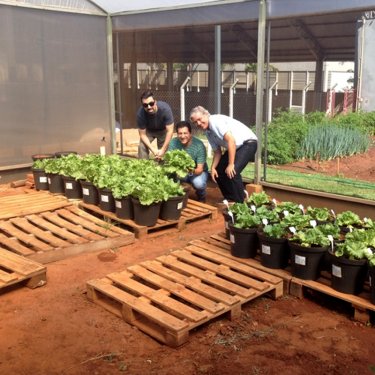 Mestrando desenvolve tecnologia qu�mica para redu��o de �gua em cultivo de alface