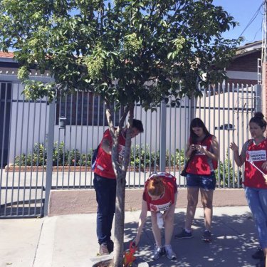 Estudantes catalogam �rvores bauruenses