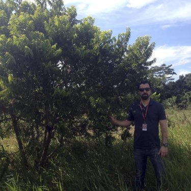 Docente do Programa de Mestrado em Ci�ncia e Tecnologia Ambiental da USC revela dados gen�ticos sobre importante esp�cie arb�rea