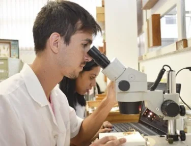 Estudante reorganiza a coleo de insetos do Setor Zoobotnico da USC