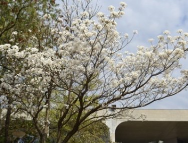 A beleza dos Ip�s na USC