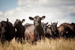 Cruzamento Industrial: um mundo de possibilidades lucrativas