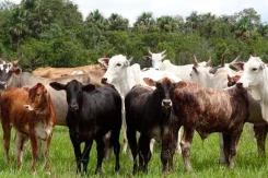 Saiba mais sobre o cruzamento