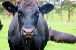 Cruzamento industrial: entenda as diferen�as entre heterose e heterozigose