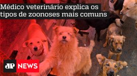 M�dico veterin�rio explica os tipos de zoonoses mais comuns