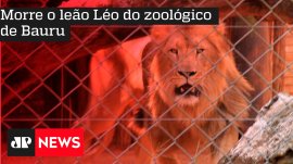 Morre o le�o L�o do zool�gico de Bauru
