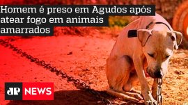 Homem � preso em Agudos ap�s atear fogo em animais amarrados