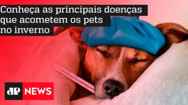 Conhe�a as principais doen�as que acometem os pets nos invernos