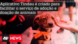 Aplicativo Tindau � criado para facilitar o servi�o de ado��o e doa��o de animais