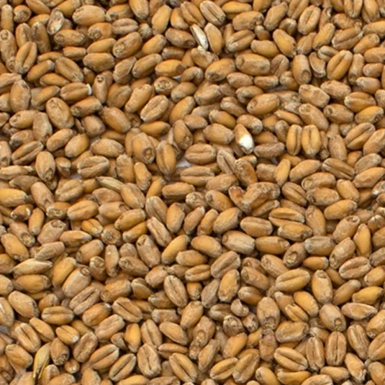 Chteau Wheat Blanc (Trigo Belga)