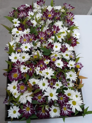 Maria Cristina & Dra Daniela