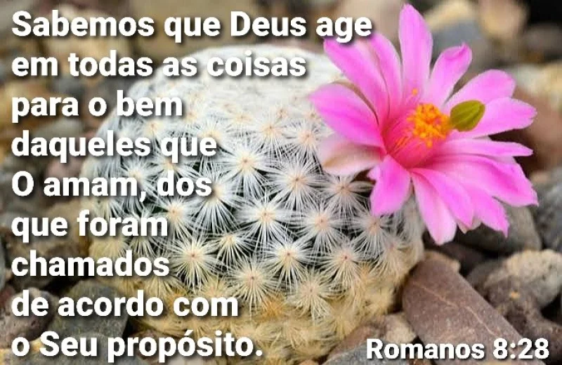 Romanos 8:28