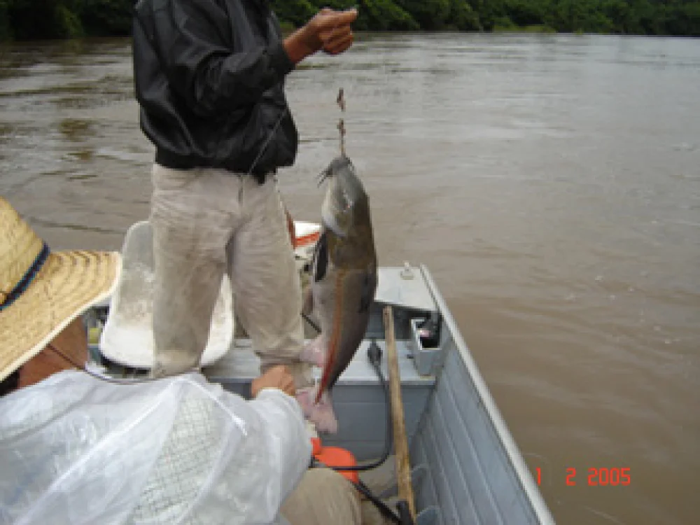 Rio Apa - Pescador de piavas do Tiet apanha dos jas