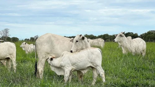 Nutrio adequada  essencial para melhorar a taxa de concepo, diz especialista da Trouw Nutrition