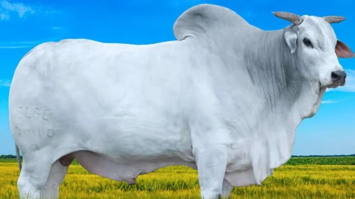 O Marmoreio da Carne  Importante?