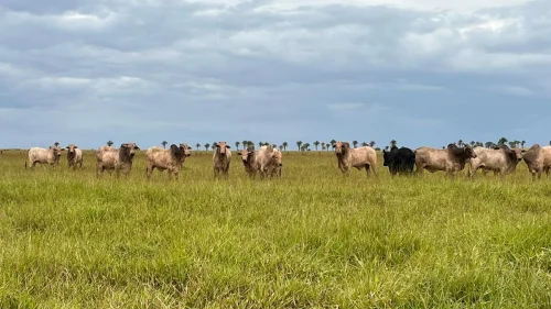 Pastagens reduzindo sua qualidade? A suplementao pode salvar sua produtividade