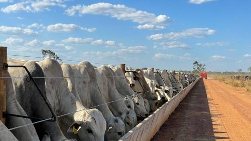Rentabilidade do confinamento de bovinos depende de boas estrat�gias nutricionais e infraestrutura, explica especialista