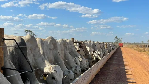 Rentabilidade do confinamento de bovinos depende de boas estratgias nutricionais e infraestrutura, explica especialista