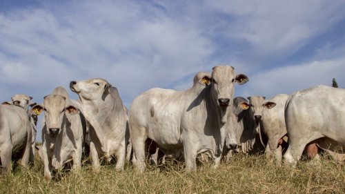 Otimiza��o de lotes de bovinos no confinamento contribui para a maior rentabilidade no neg�cio