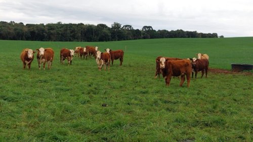 Utiliza��o de forrageiras de inverno e suplementa��o mineral aditivada s�o ferramentas importantes para superar os desafios da pecu�ria no sul do Brasil
