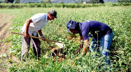Atlas do Espa�o Rural retrata diversidade e desigualdade do campo brasileiro