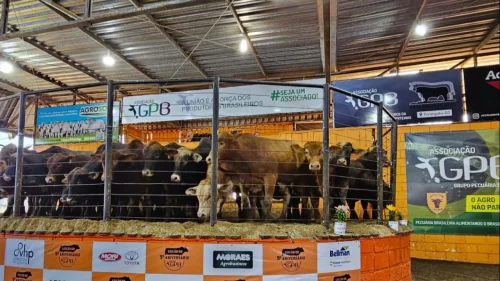 Leilo da Associao Grupo Pecuria Brasil  sucesso de liquidez com mais de 1500 animais comercializados