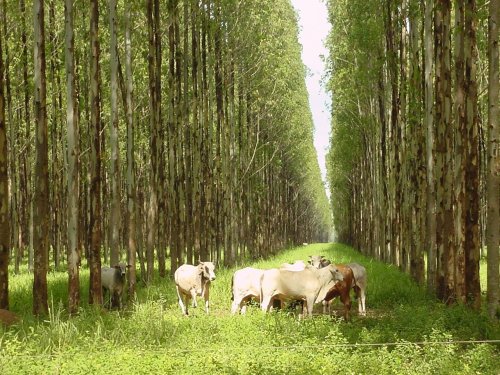 GPB ILPF ajuda produtores e t�cnicos a melhorem suas decis�es no campo