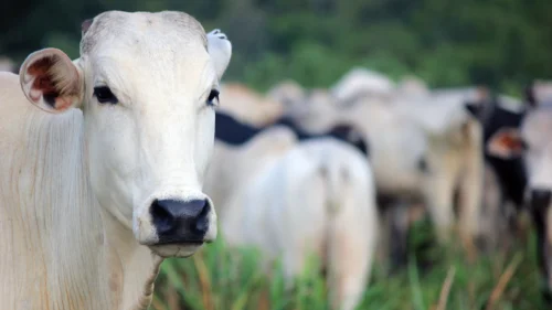 Na recria e terminao a pasto, suplementao com proteico energtico impulsiona o ganho de peso