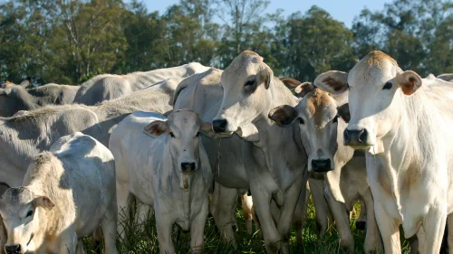 GPB renova parceria com o Grupo CRV, cooperativa internacional dedicada ao melhoramento gentico dos rebanhos