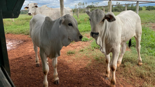 Qual a interfer�ncia no peso ao abate com o uso do creep-feeding?
