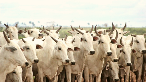 Sucesso do ciclo reprodutivo das vacas de corte depende do escore ao parto e esta��o de monta