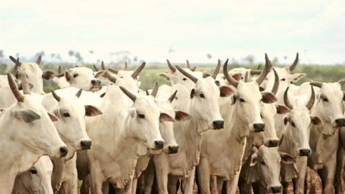 Sucesso do ciclo reprodutivo das vacas de corte depende do escore ao parto e estao de monta