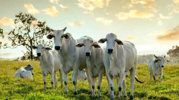 Primeiro Leil�o Virtual do GPB na Bahia Promete Revolucionar a Pecu�ria Regional