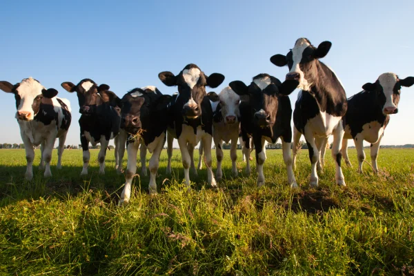 Silagem e alimentos volumosos  tema do Dia de Campo Virtual do GPB Leite