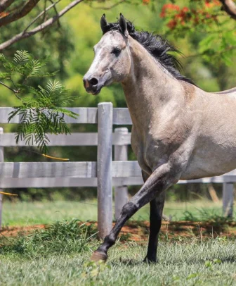 Slick Taneverland KL