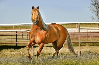 Prince Firewater HTT