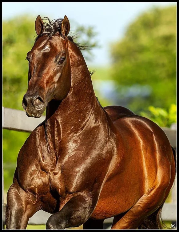 Speed Bullion HRP