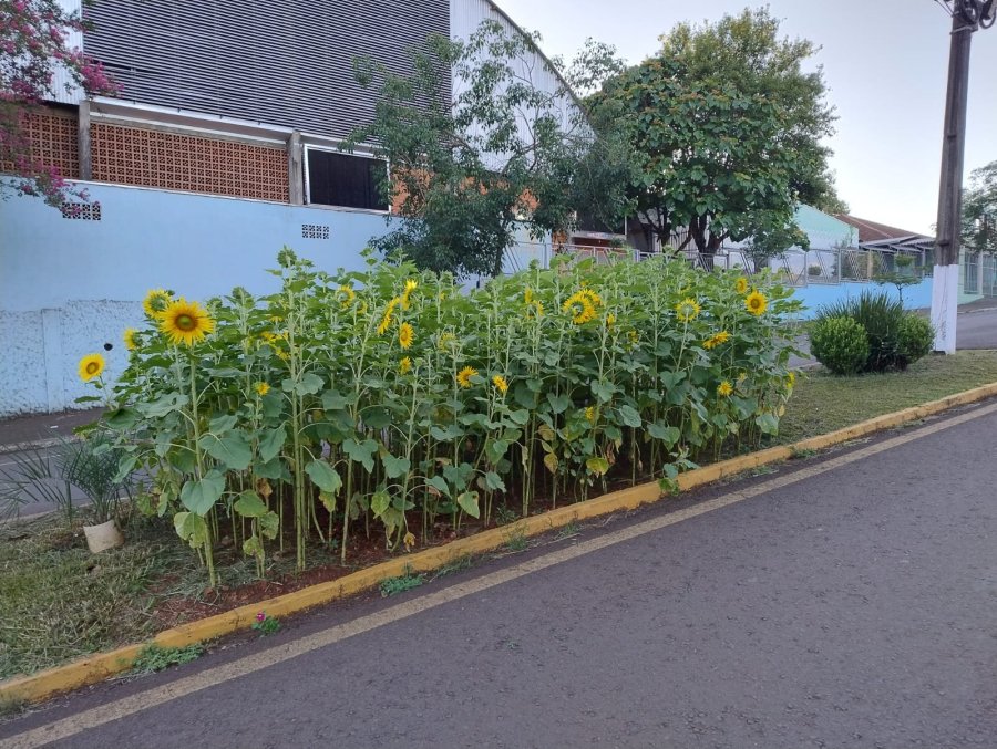 GIRASS�IS FLORESCEM EM DOIS VIZINHOS E SIMBOLIZAM RENOVA��O E BELEZA URBANA
