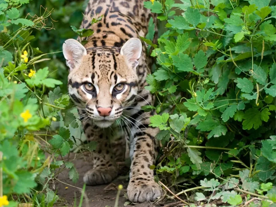 AVISTAMENTOS DE FELINOS REFOR�AM CUIDADOS NO INTERIOR DE DOIS VIZINHOS