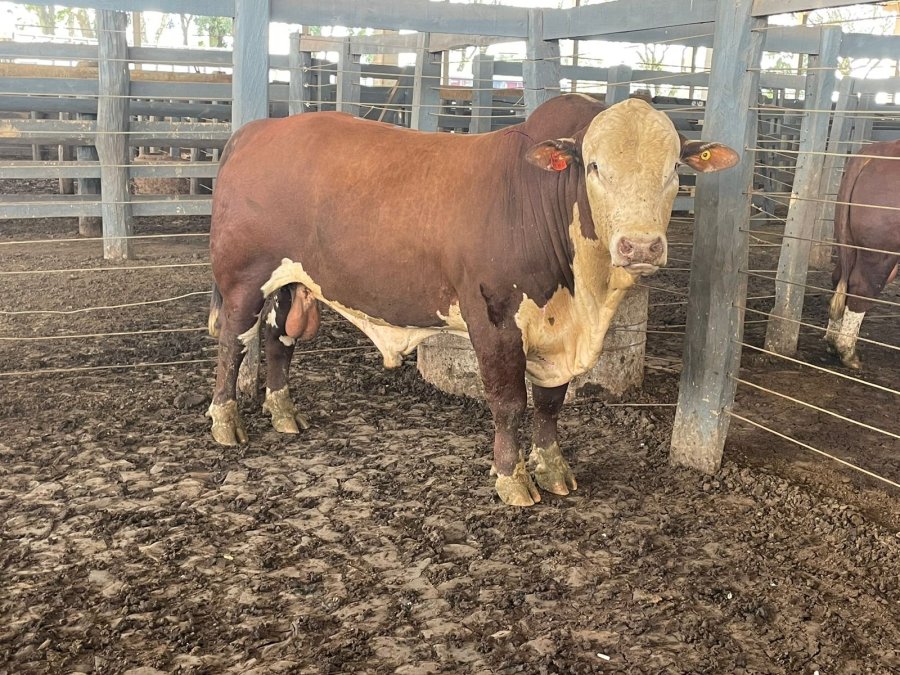 SUCESSO TOTAL NO 6� LEIL�O RPK GEN�TICA DA SOCIEDADE RURAL VALE DO IGUA�U