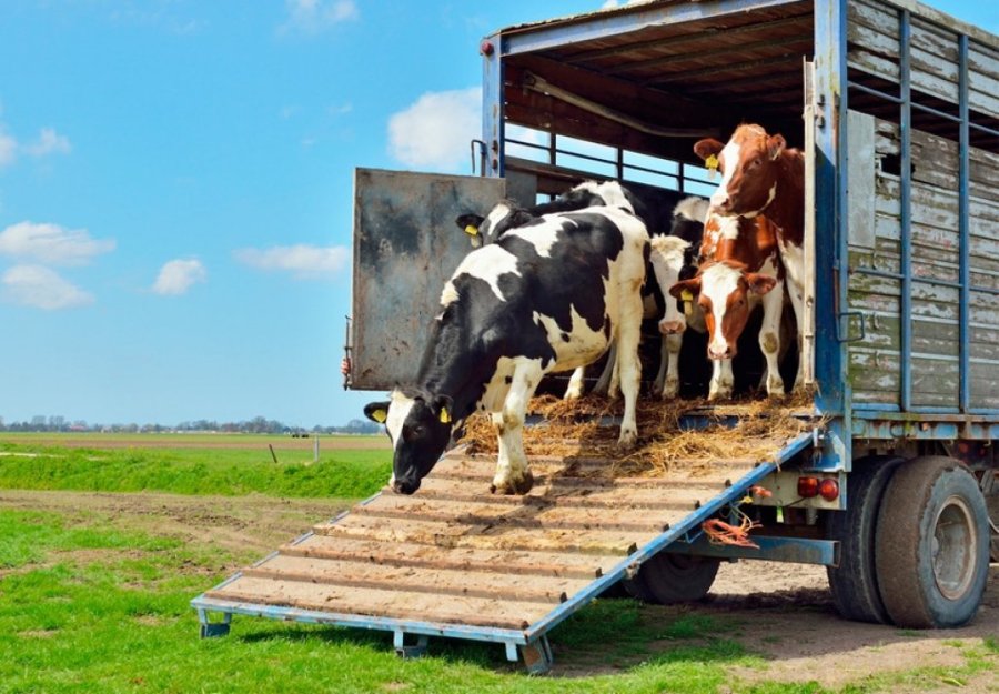 Transporte de Animais Precisam de Guia de Tr�nsito
