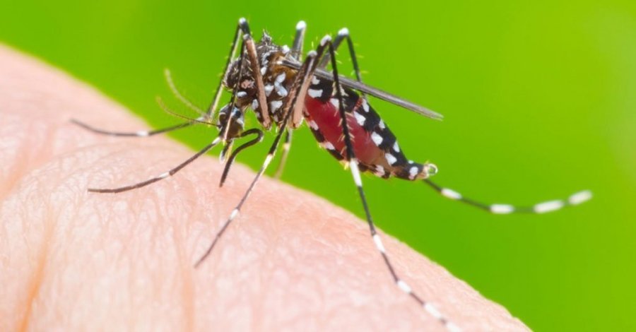 Dois Vizinhos Tem Tr�s Casos de Dengue Confirmados