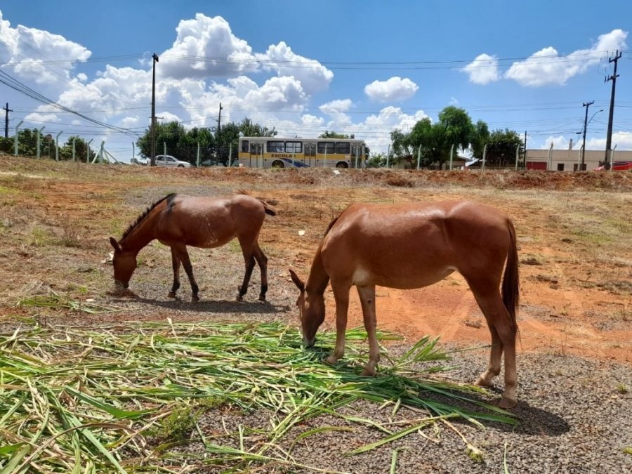 Dois Muares Aguardam a Presen�a do Propriet�rio