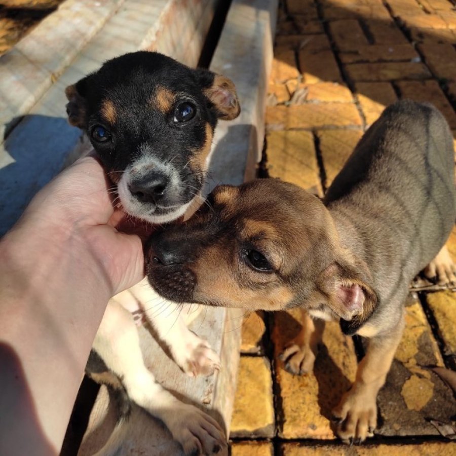 Projeto de Controle de C�es e Gatos de Dois Vizinhos Est� Fazendo A��o de Conscientiza��o Contra o Abandono de Animais