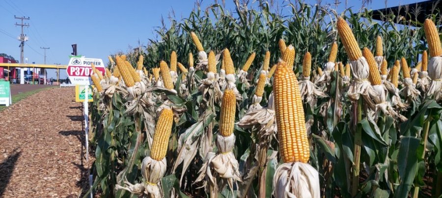 Agricultura: Dois Vizinhos � Destaque Novamente no Vbp e Est� no Top 10 do Estado