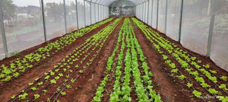 Inaugura��o da Primeira Horta Comunit�ria de Dois Vizinhos Beneficia Jovens da Guarda Mirim