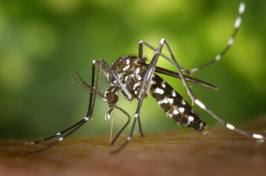 Casos de Dengue Disparam Em Dois Vizinhos, Com Interna��es J� Registradas