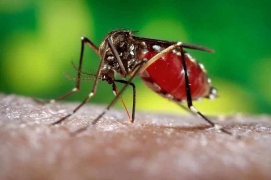 Alerta Vermelho: Dengue Avan�a Com 4 Doentes Internados e 161 Casos Confirmados!