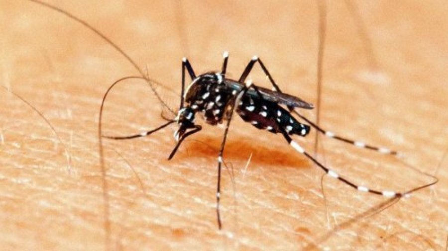 Curiosidades Sobre o Mosquito da Dengue Que Voc� N�o Sabia