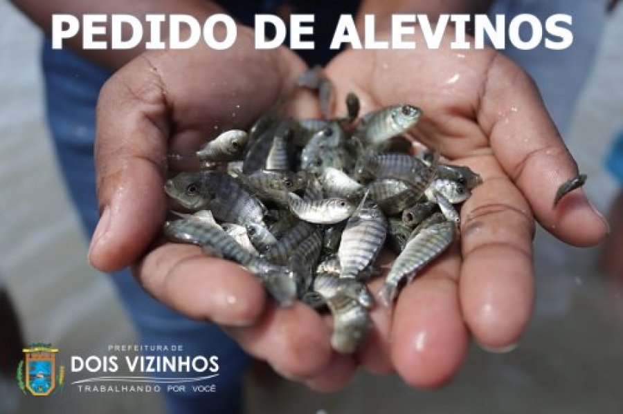 PREFEITURA PROMOVE NOVA DISTRIBUI��O DE ALEVINOS